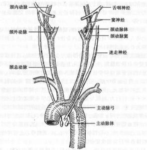 颈动脉窦区与主动脉弓区的压力和化学感受器