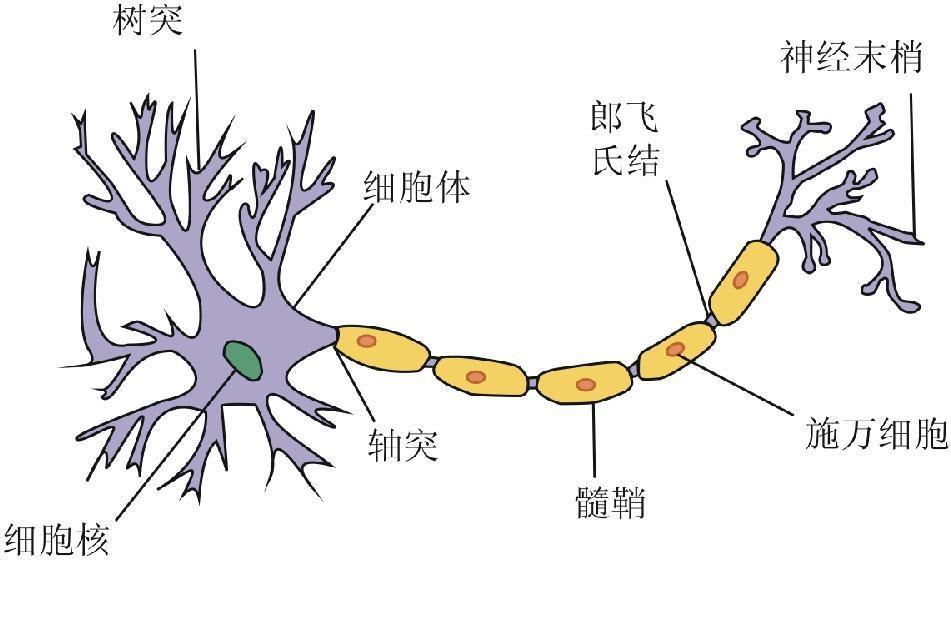 树突和轴突