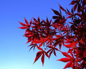 杂性花,花黄绿色,雄花与两性花同株,植物的种子会通过物体移动传播,为