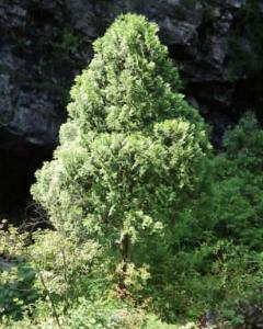 崖柏(8)崖柏(学名:thuja sutchuenensis[1]),柏科崖柏属植物,被植物