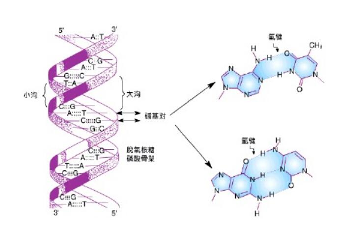 dna双螺旋结构