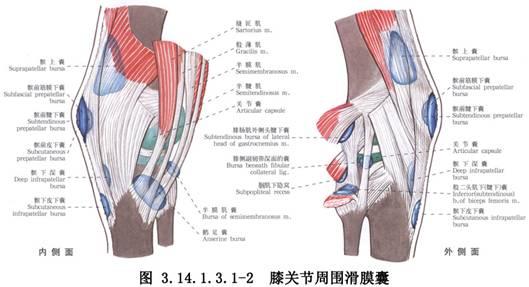 关节镜下膝关节滑膜切除术