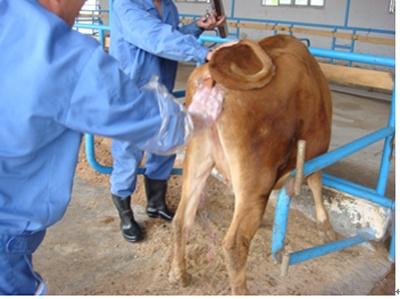 唐山市首届奶牛人工授精大比武在河北迁安上