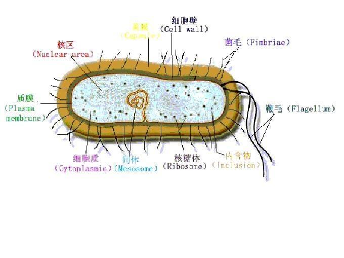原核细胞型微生物