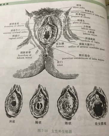 前庭大腺 搜狗百科