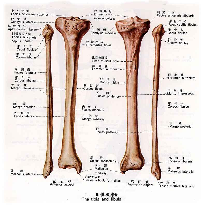 全部版本 历史版本  该版本已锁定 摘要 胫骨是小腿内侧的长骨,分一体