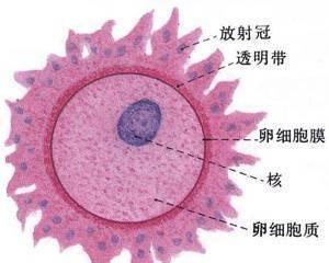 排卵是成熟的卵子从卵泡排出的过程.