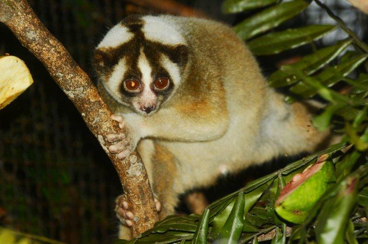 爪哇蜂猴(学名:nycticebus javanicus):是灵长目,懒猴科,蜂猴属动物.