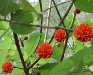 构树(学名:broussonetia papyrifera,桑科构属植物.