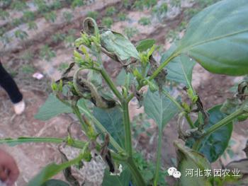 中文科名 :腐霉科 拉 丁 名: phytophthora capsici 中 文 名: 辣椒疫