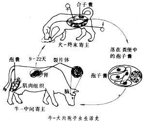 肉孢子虫属