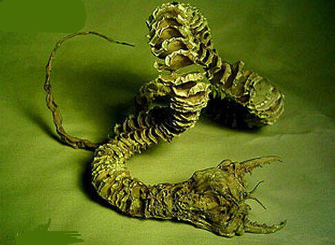 蒙古死亡蠕虫吃美女