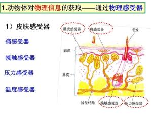 温度感受器