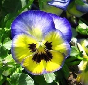 三色堇花图片 300