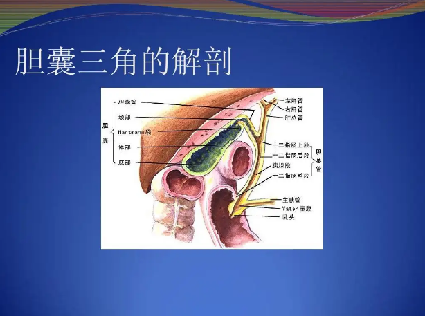 肝总管及肝脏脏面表达式胆囊三角中文名词条图册快速导航解剖学上将