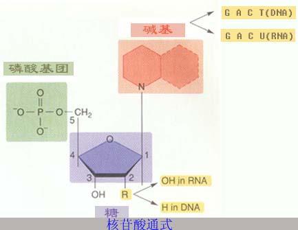 单核苷酸也具有多种重要的生物学功能,如与能量代谢有关的三磷酸腺苷