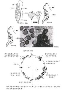 除了肉足虫纲之外,原生动物还有鞭毛虫纲,纤毛虫纲和孢子虫纲.