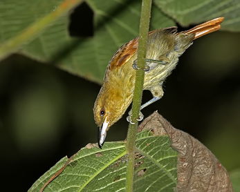 蚂蚁是什么科动物 0