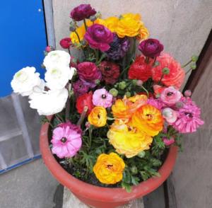 花毛茛