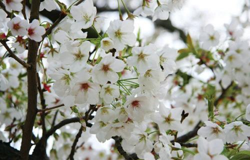 松江樱花林