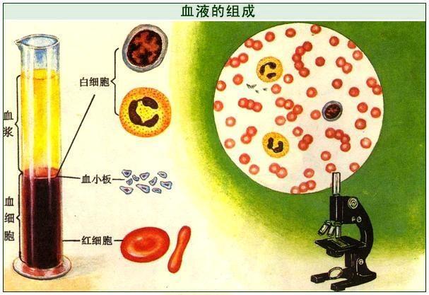 血浆蛋白质