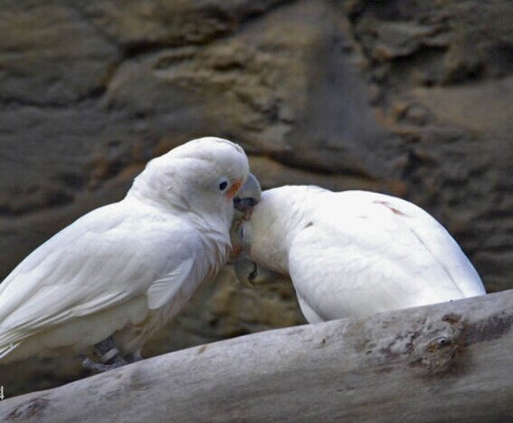 鹦鹉智商排名_鹦鹉品种智商排名前十(2)