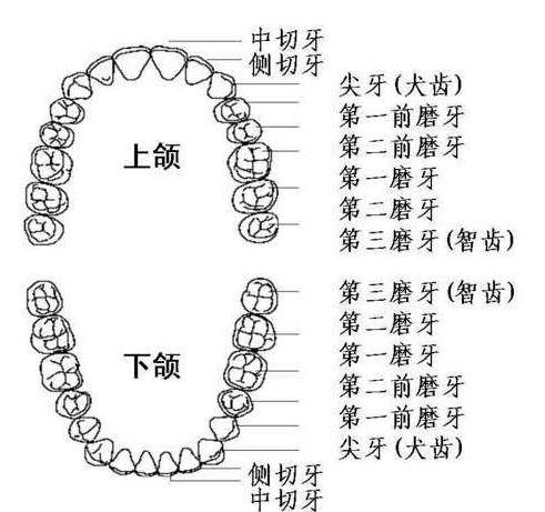 牙位表示法