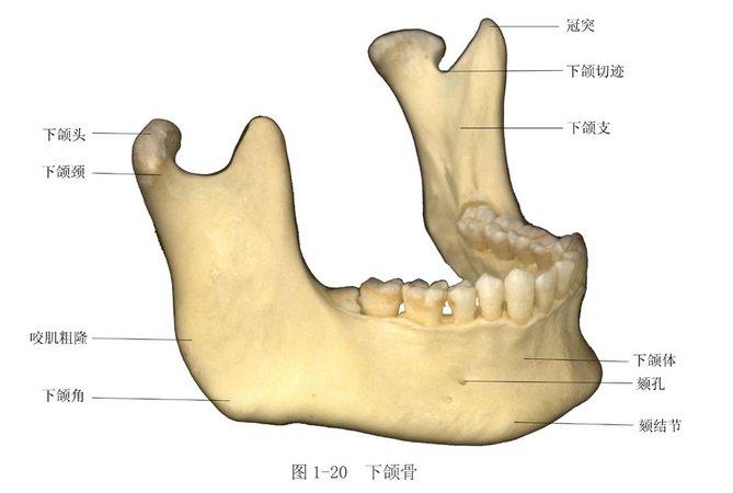 由于下颌骨在髁状突颈部, 下颌角部,颏孔部,正中联合部等处的结构
