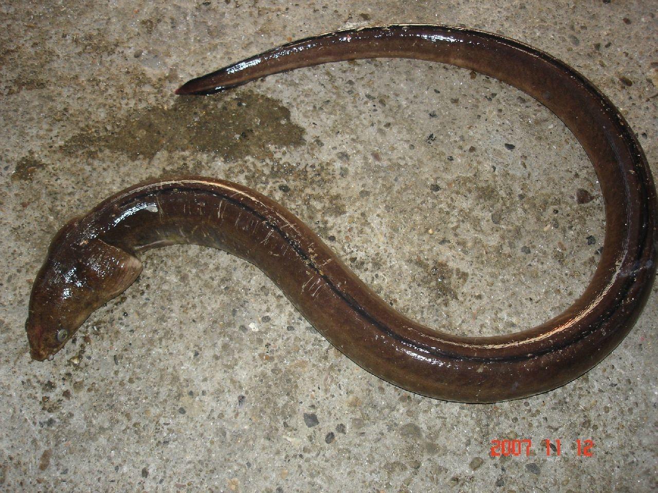 波路豆齿蛇鳗