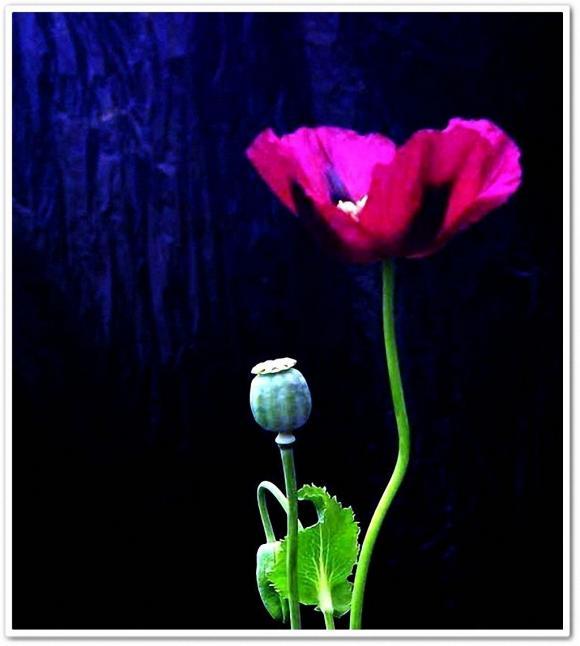 海罂粟属  科 papaveraceae  拉丁学名 glaucium  界 植物界  拼音名