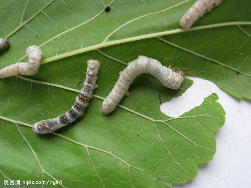 昆虫幼虫