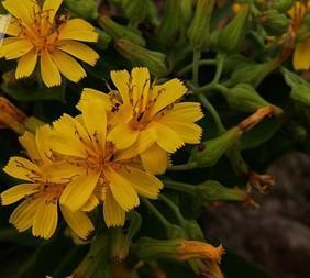 草甸还阳参(学名:crepis pratensis)是菊科还阳参属的植物,是中国的特