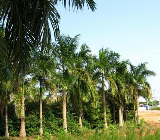 大王椰子树