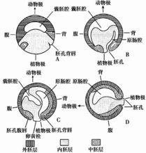 周围的一些植物半球细胞被卷入囊胚腔中,逐渐形成原肠腔,发育成原肠胚