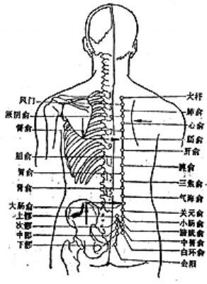 中膂俞