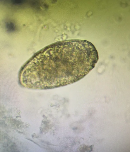 编辑4动物研究姜片虫成虫寄生在终宿主小肠上段,虫卵随终宿主粪便排入