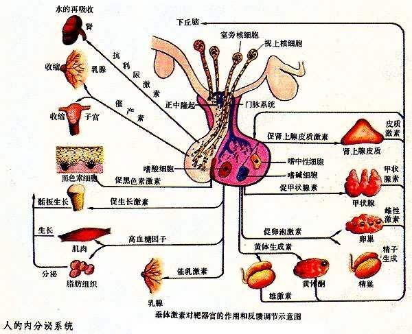 垂体激素