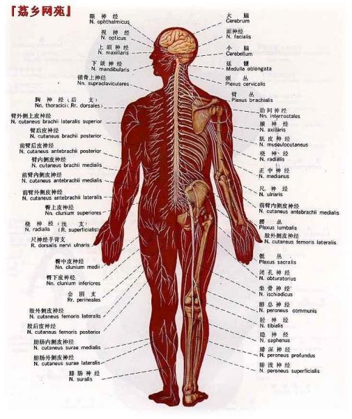 神经系统人体解剖挂图