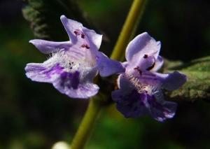 活血丹的花朵方剂组成:荆芥2两半,枫香1两(别研,檀香1两(不见火,降