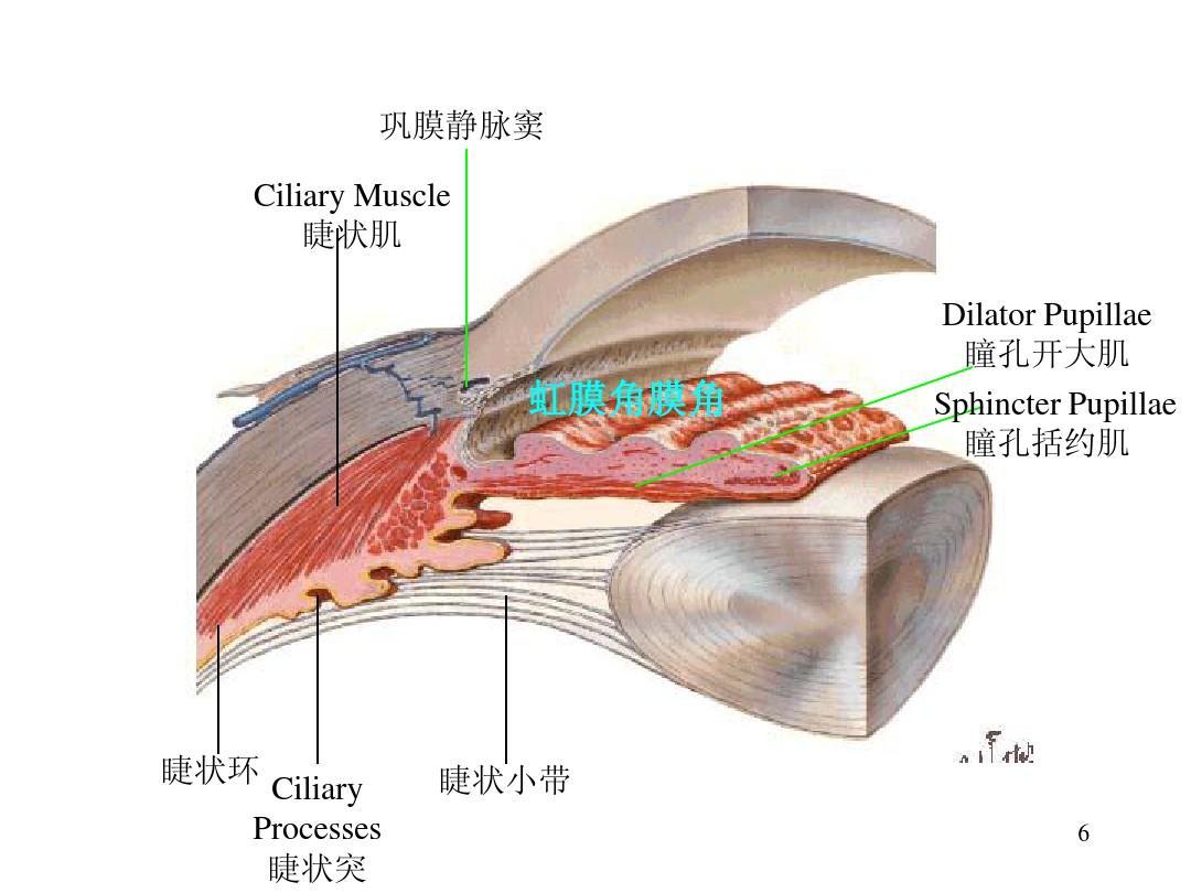 瞳孔开大肌