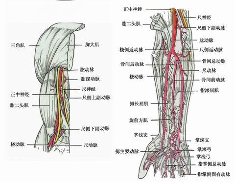 前臂动脉主要有桡动脉,尺动脉和骨间总动脉以及至手部形成的掌浅弓和