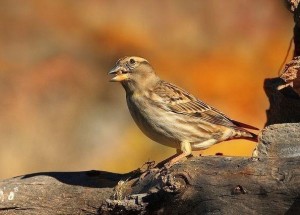 石雀(学名:petronia petronia)属中型雀类,共有6个亚种.