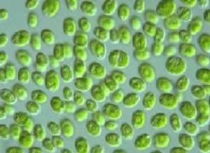 是一种球形单细胞淡水藻类,直径3～8微米,是地球上最早的生命之一