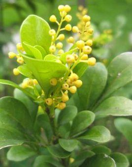 米兰(植物)