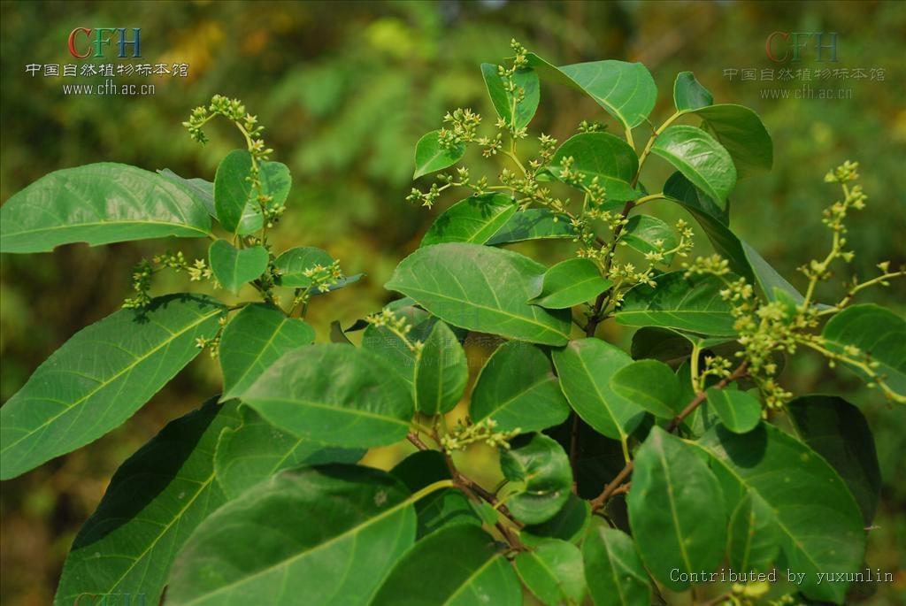 (学名: rhamnus napalensis),为双子叶植物纲,鼠李科,鼠李属的一个种