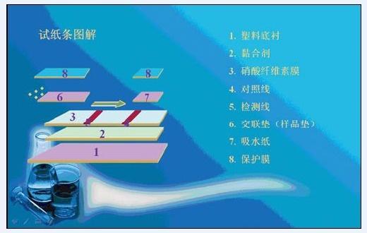 图1 层析法免疫胶体金检测试剂结构示意图