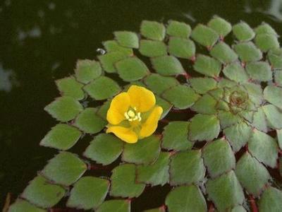 菱角(水生植物) - 搜狗百科