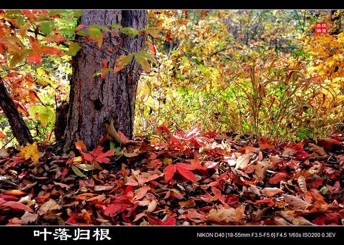 人老了,落叶要归根。您对世界著名科学家