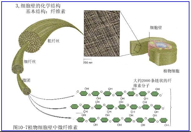 植物细胞壁