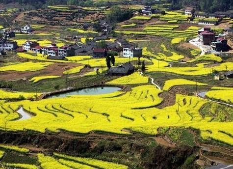 汉阴油菜花节是于2006年3月下旬至4月上旬举办的一种大型旅游节庆活动